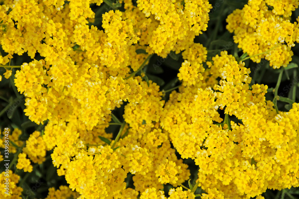 Mauerbepflanzung Mauerbepflanzung