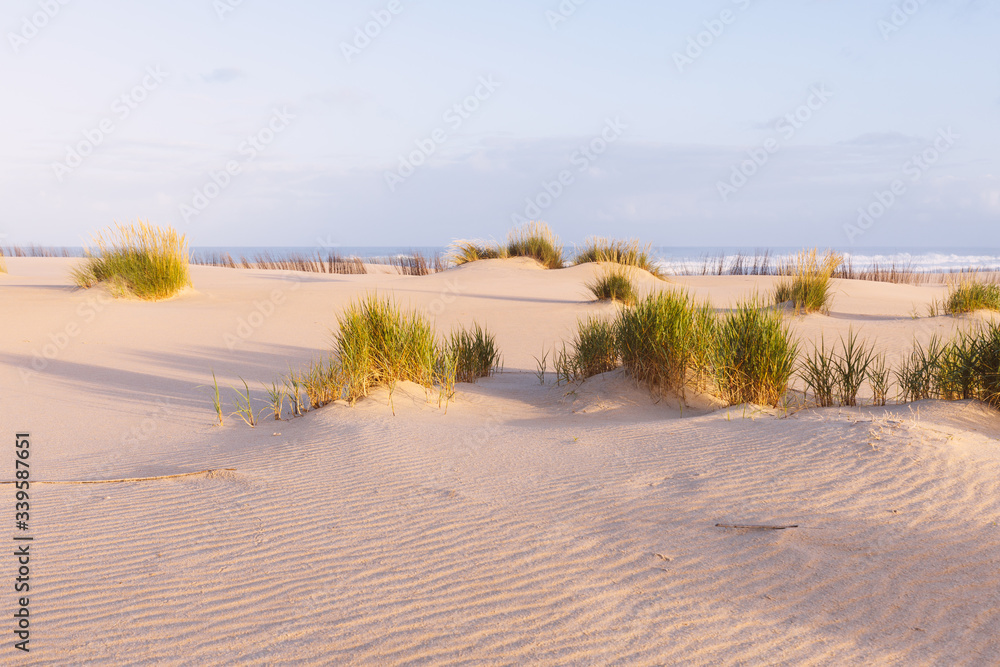 Sand dunes and ocean at sunny morning. Beautiful summer landscape with ocean view