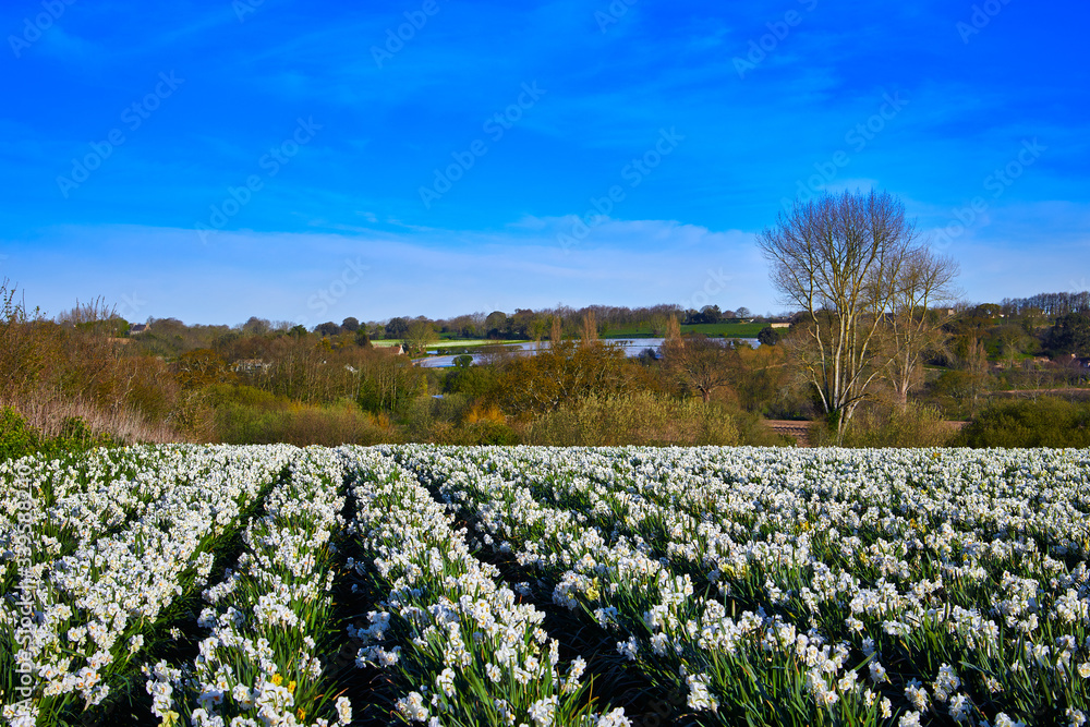 Image of a field of daffodils with agricultural fields in the background. Jersey CI. Selective Focus