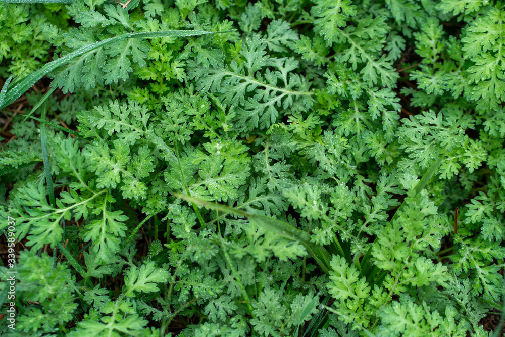 green foliage background green foliage background