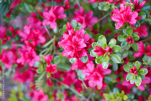 Fototapeta Naklejka Na Ścianę i Meble -  pink Azalea flowers in the garden