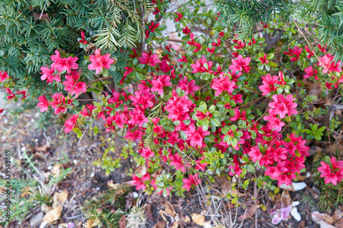 Azalea flowers in the garden