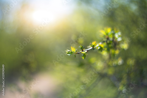 Tree branches in spring. Spring background.