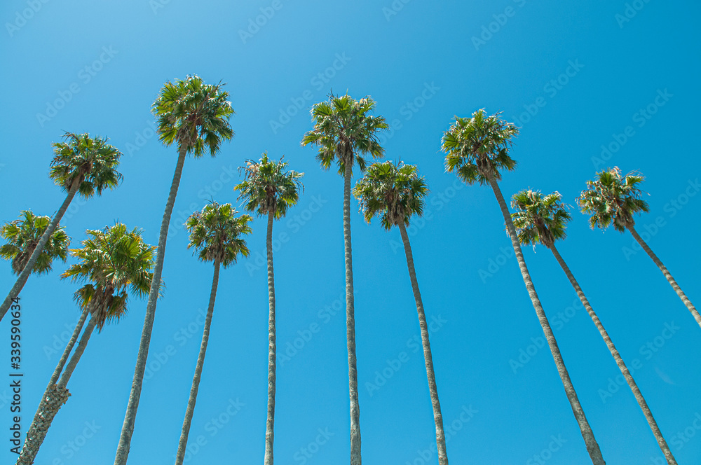 palm trees on the road with blue sky