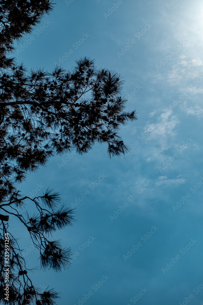 Obraz premium trees and sky