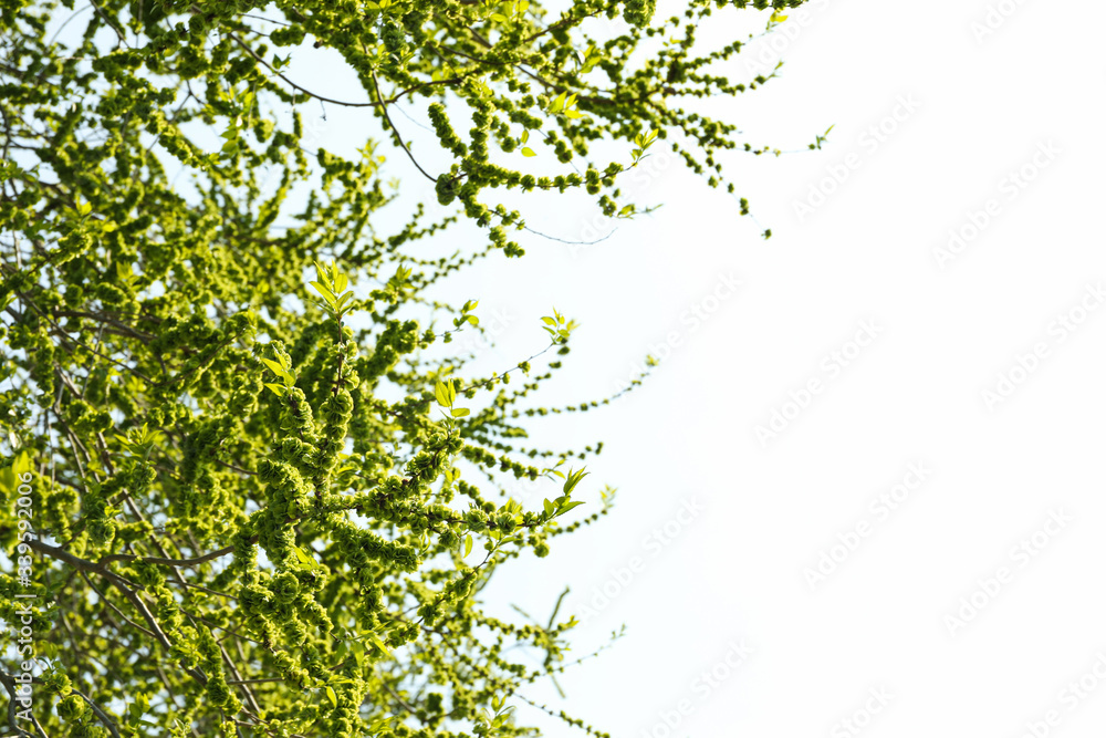 Blooming gardens in spring, blooming spring tree. Sunny spring day Blooming gardens in spring, blooming spring tree. Sunny spring day