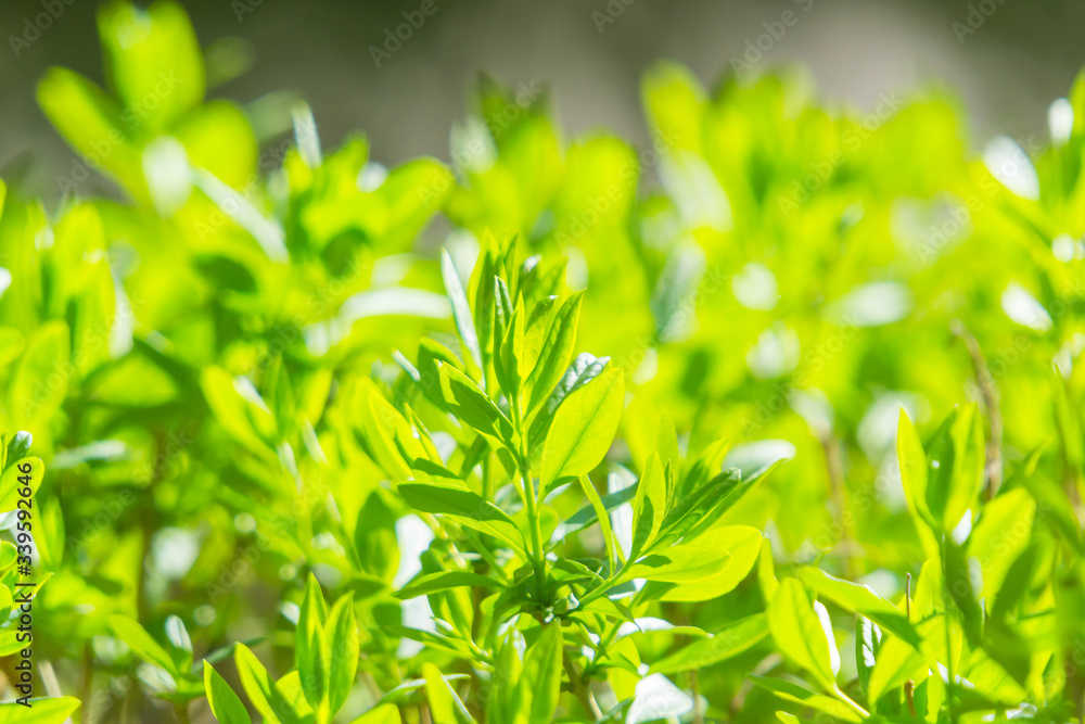 green grass background green grass background