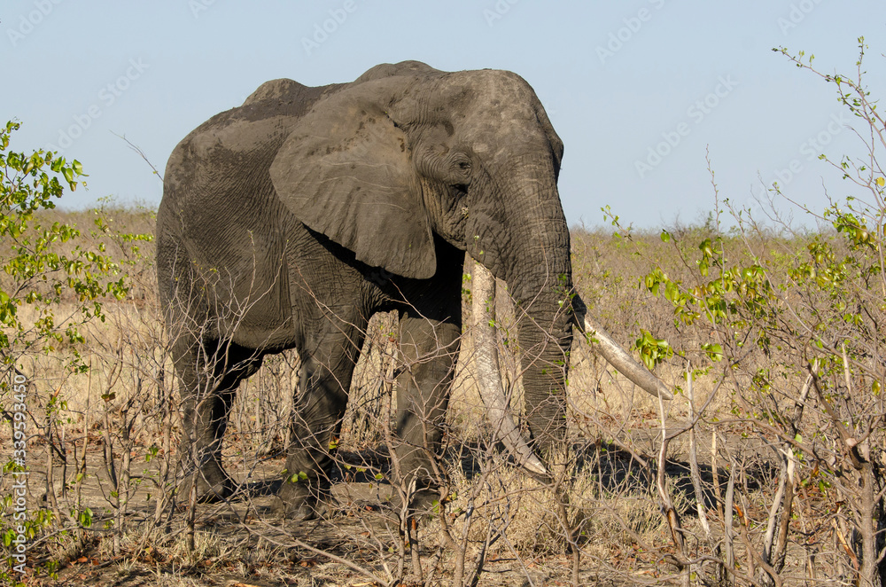 Fototapeta premium Eléphant d'Afrique, Gros porteur, Loxodonta africana, Parc national Kruger, Afrique du Sud
