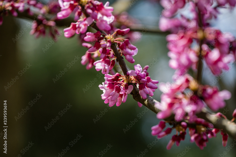 Purple spring blossom of Eastern Redbud, or Eastern Redbud Cercis canadensis in sunny day. Close-up of Judas tree pink flowers. Selective focus. Nature concept for design. Place for your text Purple spring blossom of Eastern Redbud, or Eastern Redbud Cercis canadensis in sunny day. Close-up of Judas tree pink flowers. Selective focus. Nature concept for design. Place for your text