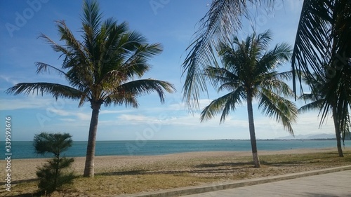 palm trees by the sea © Olga