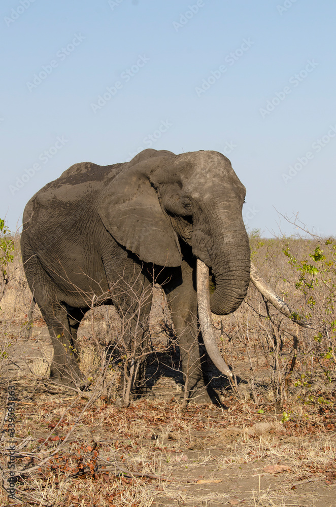 Fototapeta premium Eléphant d'Afrique, Gros porteur, Loxodonta africana, Parc national Kruger, Afrique du Sud