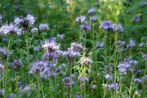 Phacelia meadow for beekeeping. lilac flower glade