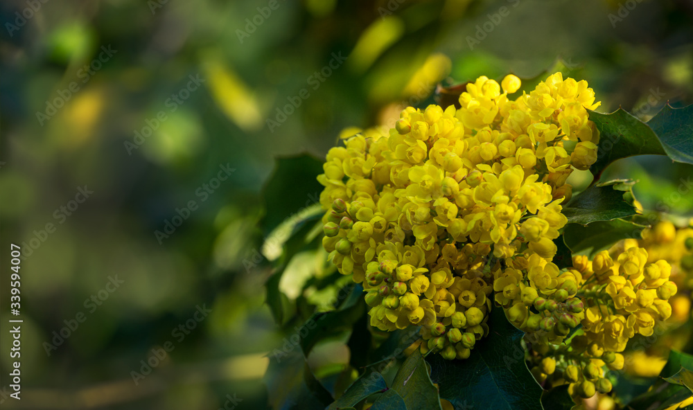 Mahonia aquifolium or Oregon grape blossom in spring garden. Soft selective focus of bright yellow flowers. Wonderful natural background for any idea. There is place for your text Mahonia aquifolium or Oregon grape blossom in spring garden. Soft selective focus of bright yellow flowers. Wonderful natural background for any idea. There is place for your text