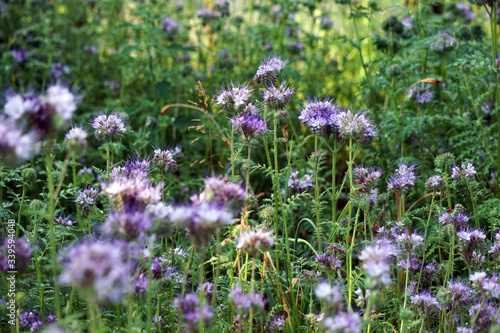 Fototapeta Naklejka Na Ścianę i Meble -  beautiful purple blooming summer field