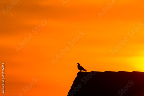 silhouette of a single pigeon at sunset