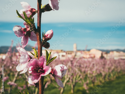Fotografie Un campo de melocotoneros en flor en la Ribera de Ebro