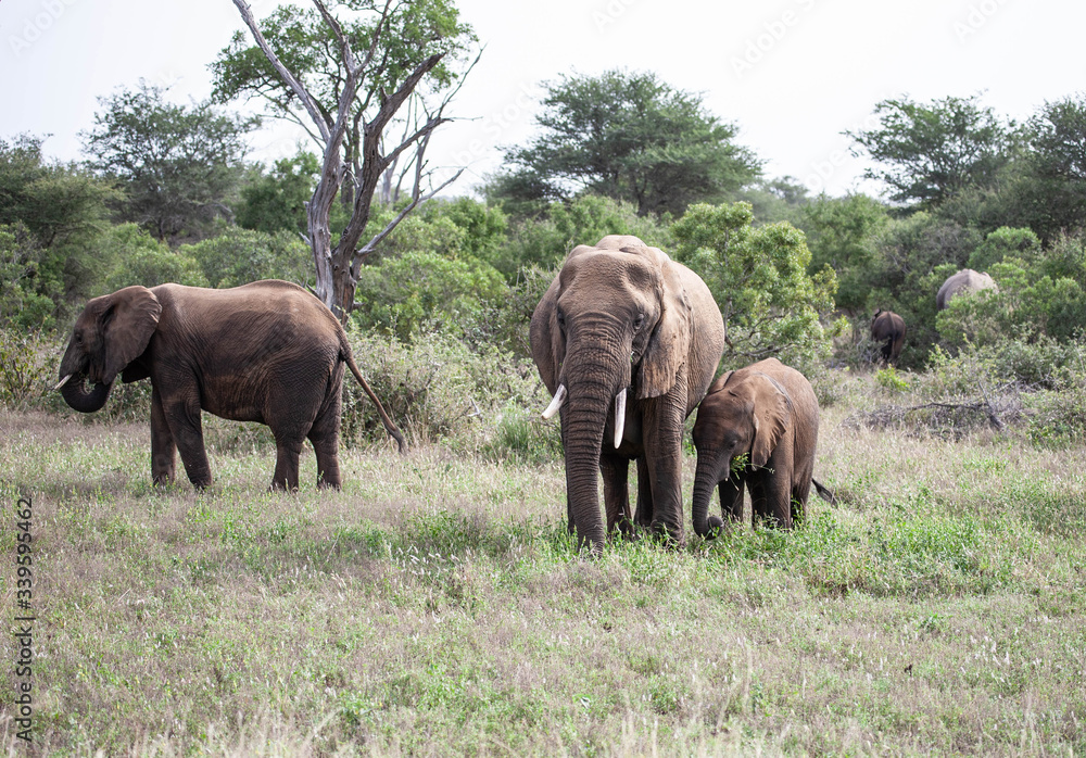 A herd of African bush elephants (loxodonta Africana) feeding with their young in the bushveld at the end of the rainy season. 
