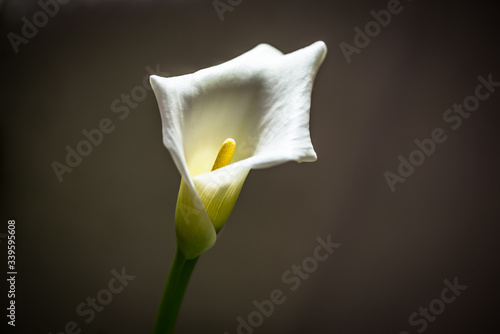 Calla lily plant with a long green stem against a white sheer curtain. The flower has a trumpet-shaped, white, fragrant, and outward-facing flower.  The leaves have green veins running through them.