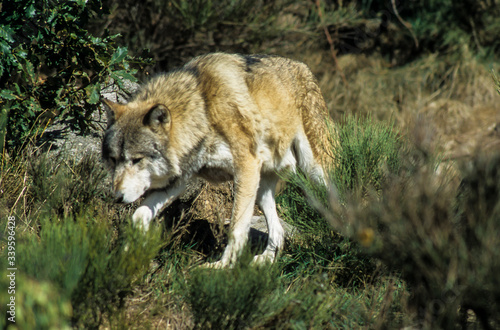 Loup  Canis lupus