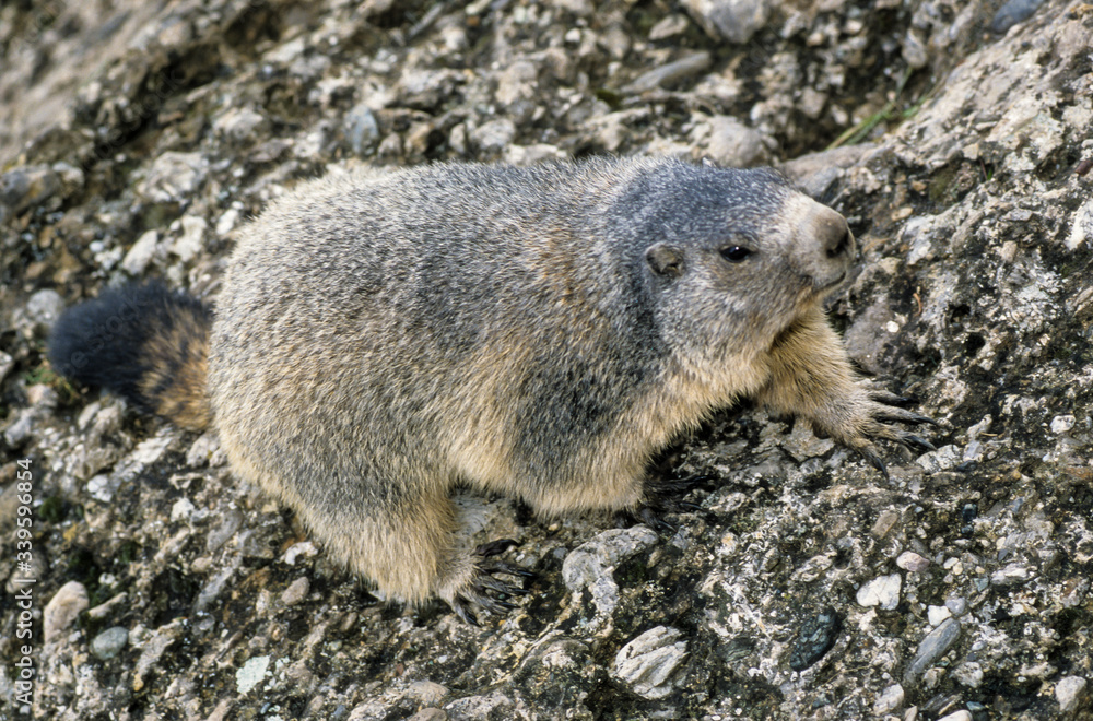 Marmotte des Alpes, Marmota marmota Marmotte des Alpes, Marmota marmota