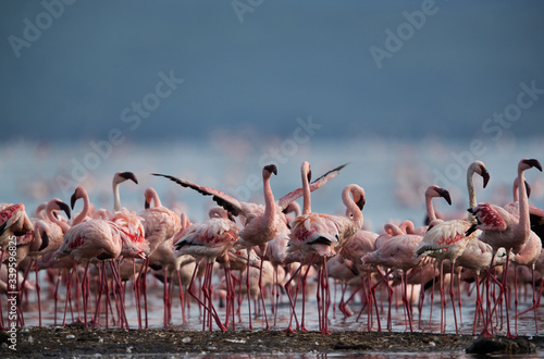 Lesser Flamingos in the morning at Bogoria Lake, Kenya