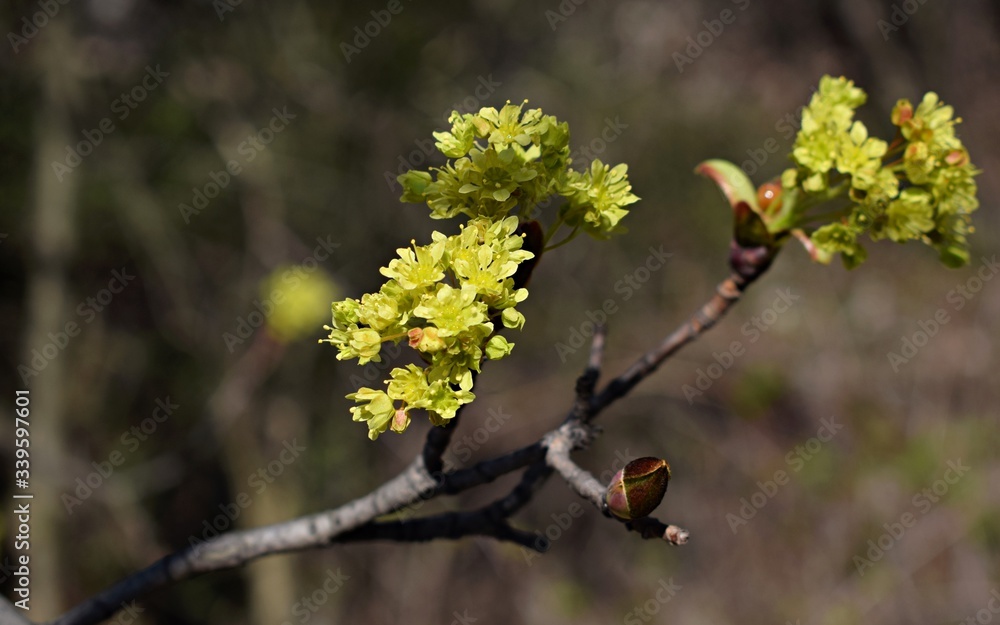 Blossom maple tree