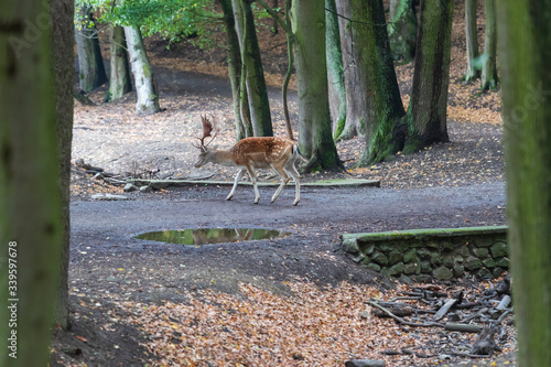 Fototapeta Naklejka Na Ścianę i Meble -  Fallow Deer - Dama dama goes among the trees.