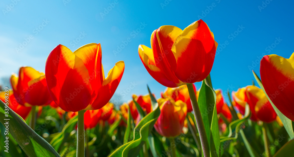 Fototapeta premium Tulips in an agricultural field below a blue sky in sunlight in spring