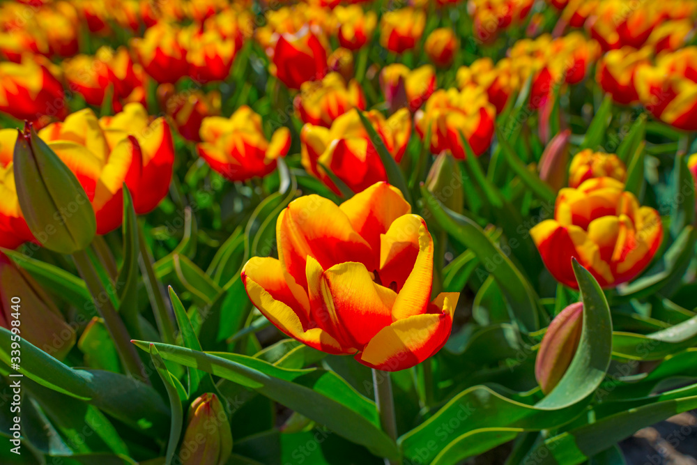 Tulips in an agricultural field below a blue sky in sunlight in spring Tulips in an agricultural field below a blue sky in sunlight in spring