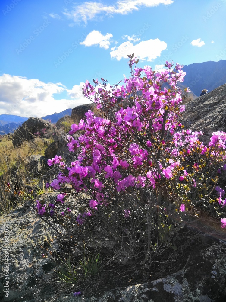 Fototapeta premium Blooming purple rhododendron Ledebura in the Altai mountains