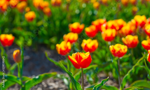 Tulips in an agricultural field below a blue sky in sunlight in spring