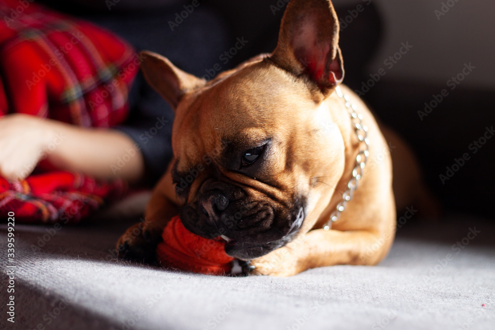 Dog biting toy on a sofa