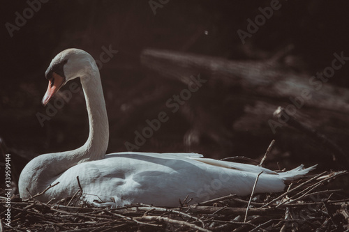 swan sits on a nest photo