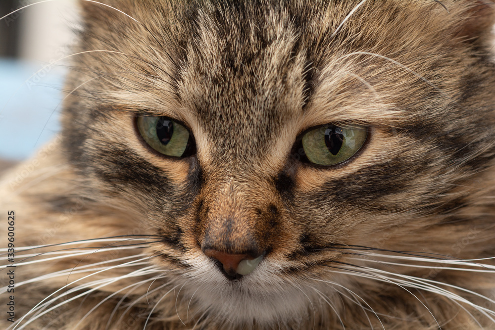 brown striped cat runny nose, pus from the nose. horizontal view