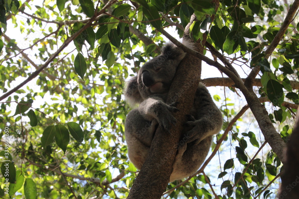 Fototapeta premium Koala in tree