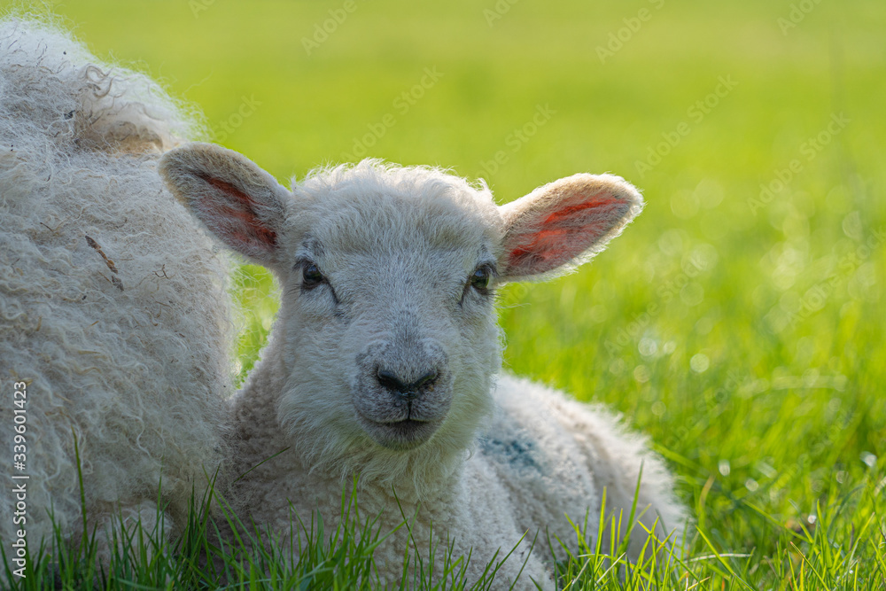 Close up Low Level view of three week old Lamb lying in green grass field showing detailed view of head eyes and nose
