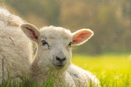 Close up Low Level view of three week old Lamb lying in green grass field showing detailed view of head eyes and nose