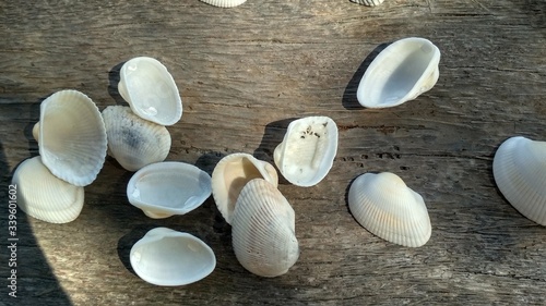 set of sea shells on gray wooden background © Olga