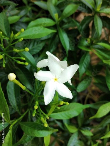 lily of the valley gardenia jasminoides 
