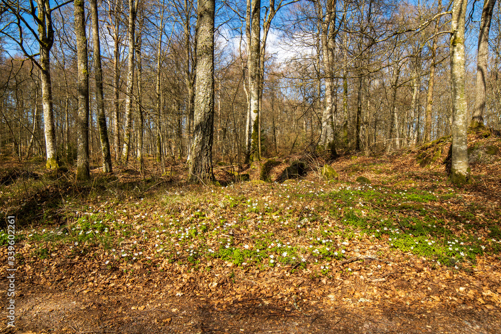 Fototapeta premium spring forest
