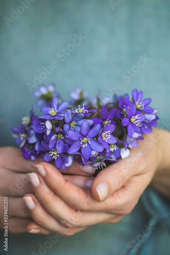 Women"s hands holding bunch of blooming blue kidney wort flowers with aqua blue background
