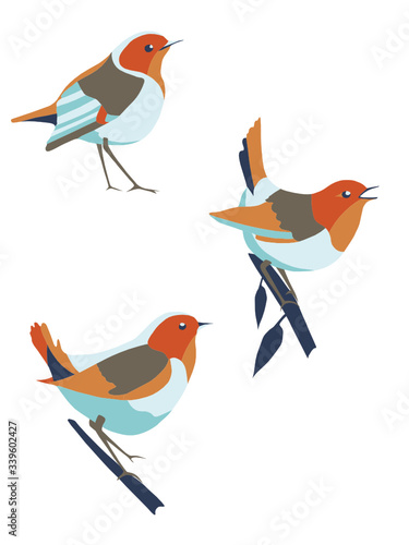 Vector set of robin birds in different positions