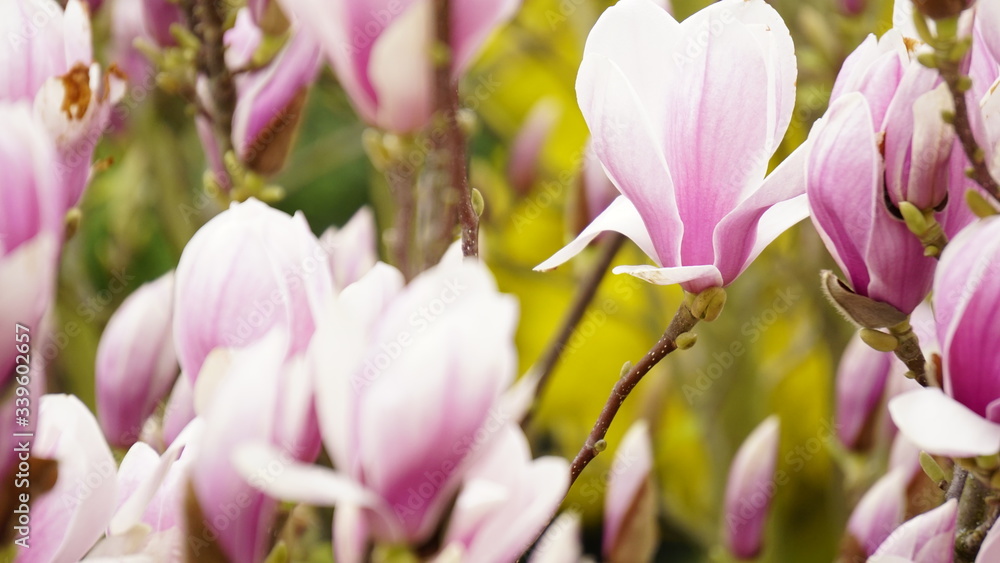 Obraz premium Erwachen