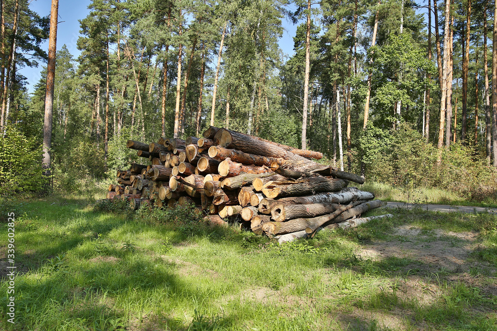 sawn trees in the forest in summer