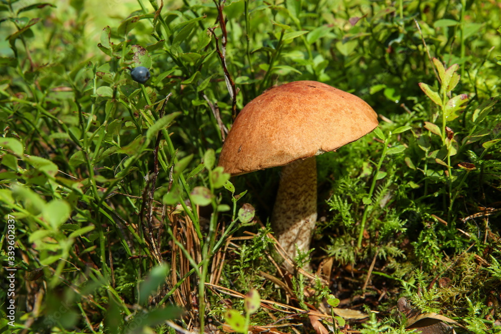 mushroom boletus in the grass in the forest with copy space mushroom boletus in the grass in the forest with copy space