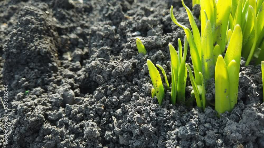 Fresh green rye plant grow timelapse. Rye grow concept spring season. Rye field growing crop time lapse. Grass grown extensively as a grain, cover crop, forage crop. Ecology, climate chang Fresh green rye plant grow timelapse. Rye grow concept spring season. Rye field growing crop time lapse. Grass grown extensively as a grain, cover crop, forage crop. Ecology, climate chang