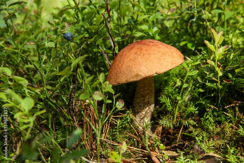 mushroom boletus in the grass in the forest with copy space