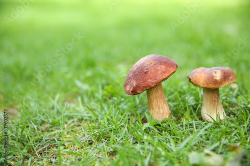 mushroom boletus in the grass in the forest with copy space