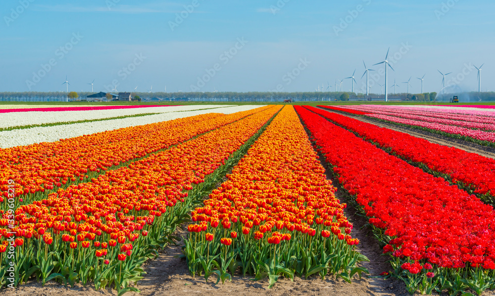 Tulips in an agricultural field below a blue sky in sunlight in spring