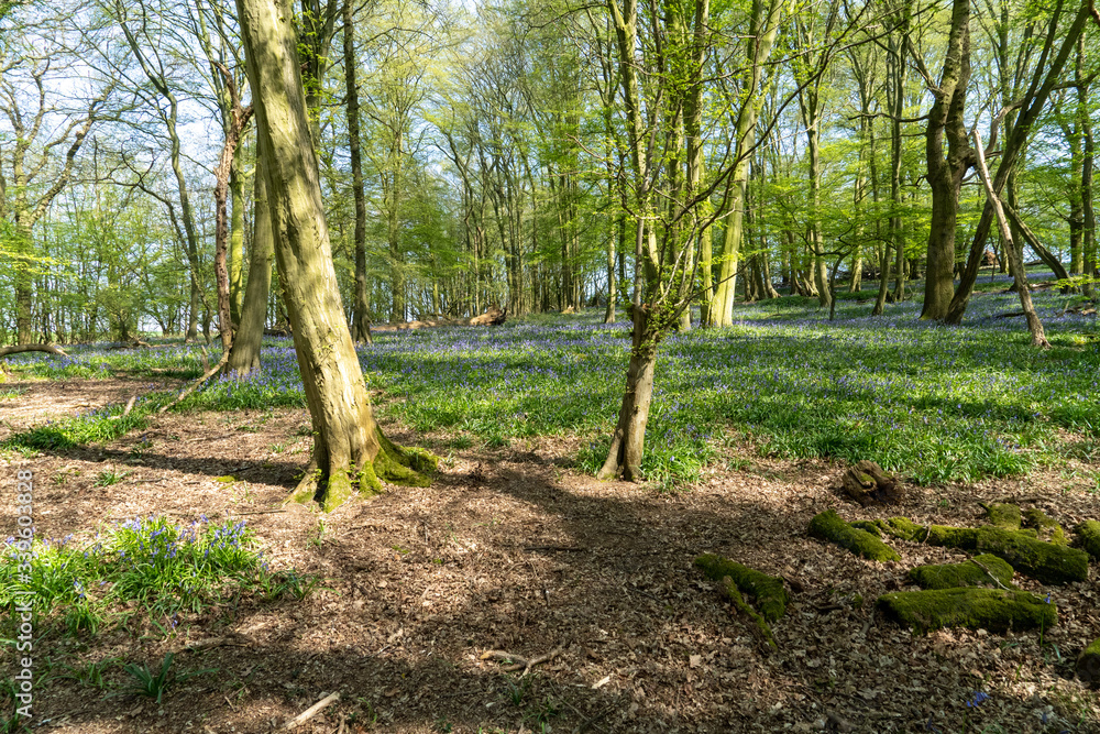 First week of Bluebells in Bluebell wood springtime in Hertfordshire April 2020. Showing blue flower on green and forest floor background with sun shining between trees and branches